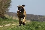 BULLMASTIFF 415